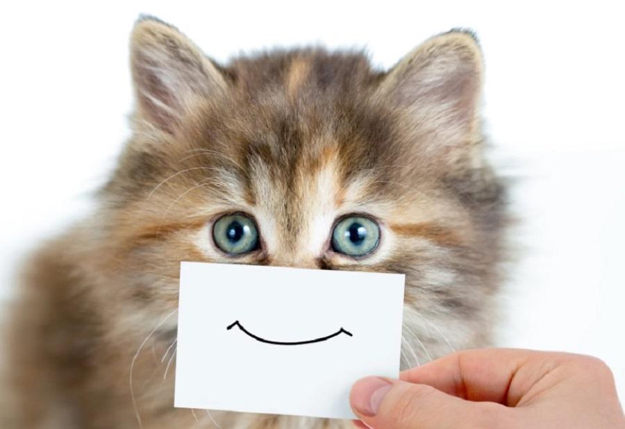 Kediler Mutlu Olduklarında Ne Yapar?