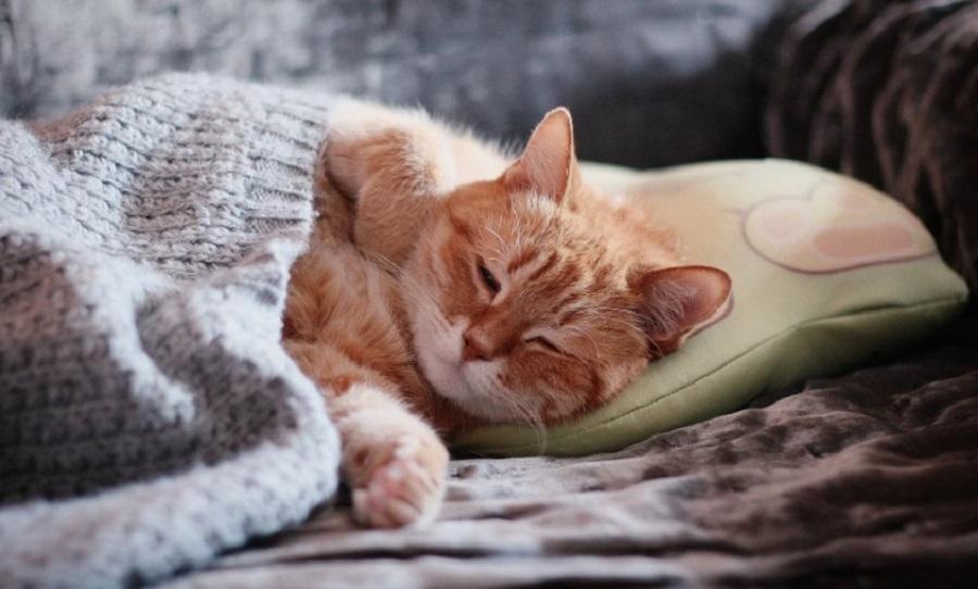 Kediler Nasıl Rahat Uyur?