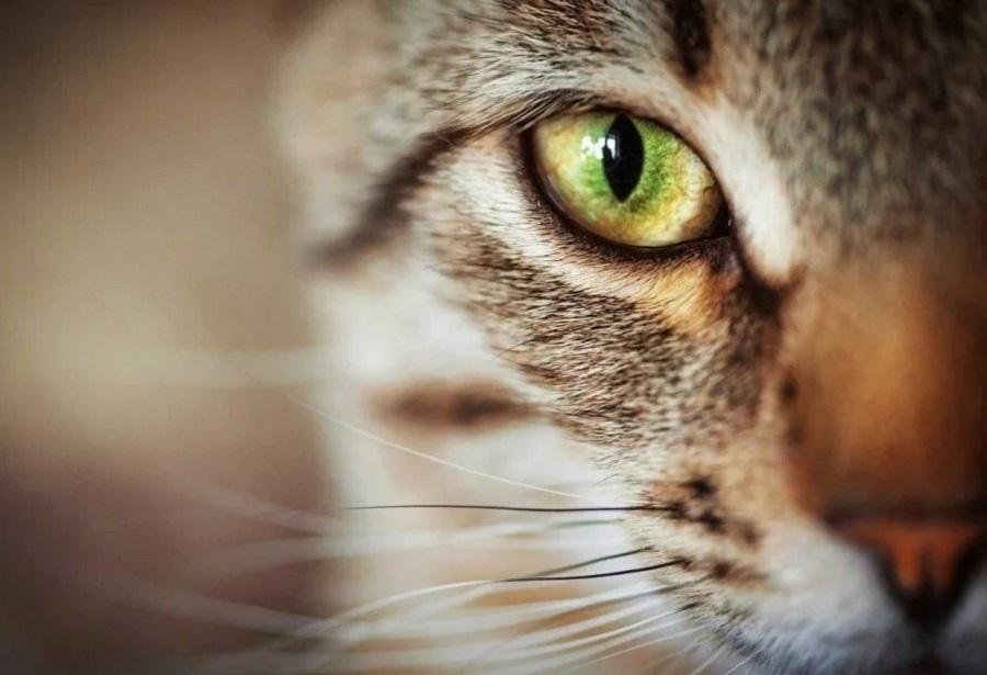 Kediler Ne Renk Görür?
