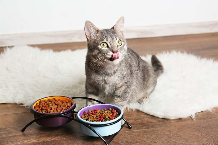 Kediler Ne Yer Ne Yemez? Kedi Besleme İpuçları