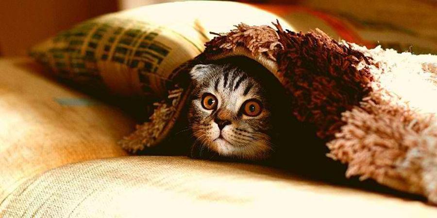 Kedilerin Saklanması: Kediler Nerede Saklanır
