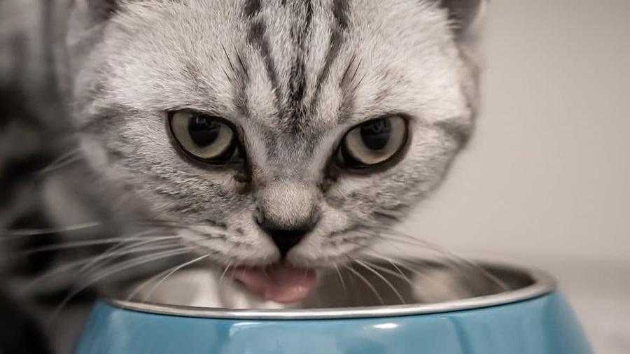 Kedilerin Tavuk Yemesi: Kedilere Çiğ Tavuk Verilir mi?