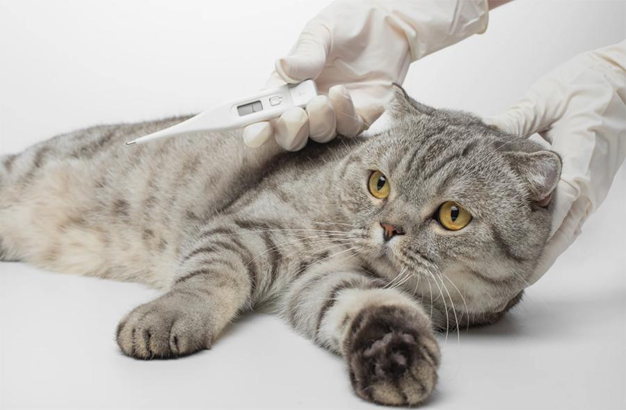 Kedilerde Ateş Nasıl Anlaşılır? Kedilerde Ateş Nasıl Anlaşılır?