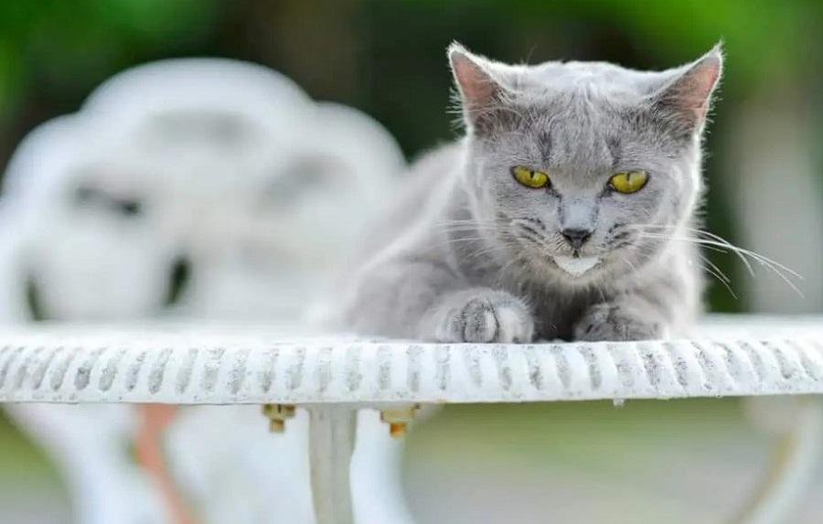 Kedilerde Beyaz Köpük Kusmak Ne Anlama Gelir?