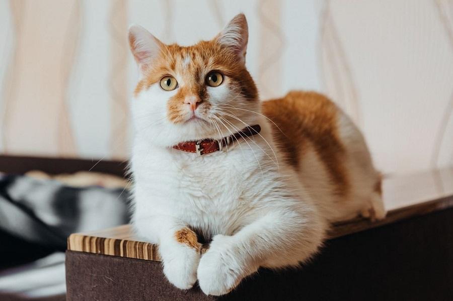 Kedilerde Fip Hastalığı Nedir? Kedilerde Fip Hastalığı Nedir?