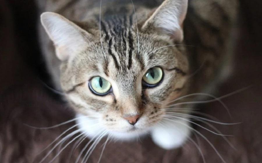 Kedilerde Göz Akıntısı Neden Olur? Kedilerde Göz Akıntısı Neden Olur?