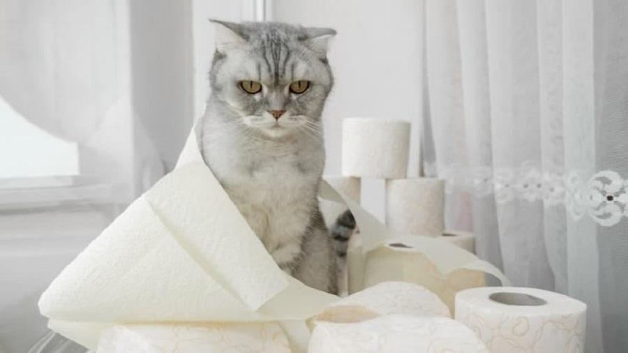 Kedilerde İshal Neden Olur? Kedilerde İshal Neden Olur?