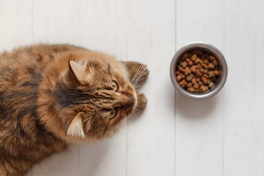 Kedimin İştahı Yok Diyenlere: Kedilerin İştahı Nasıl Açılır?