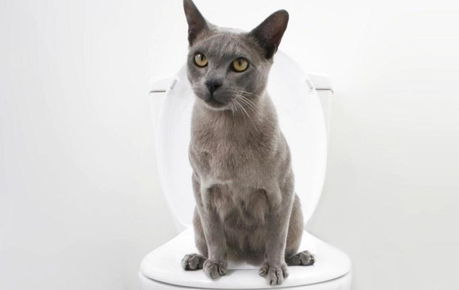 Kedilerde Kabızlık Nasıl Geçer? Kedilerde Kabızlık Nasıl Geçer?