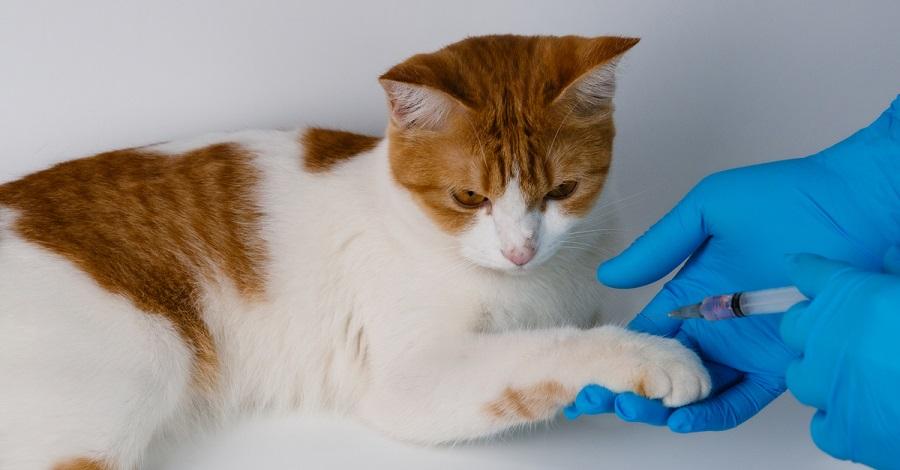 Kedilerde Kalp Kurdu Hastalığı Belirtileri Nelerdir?