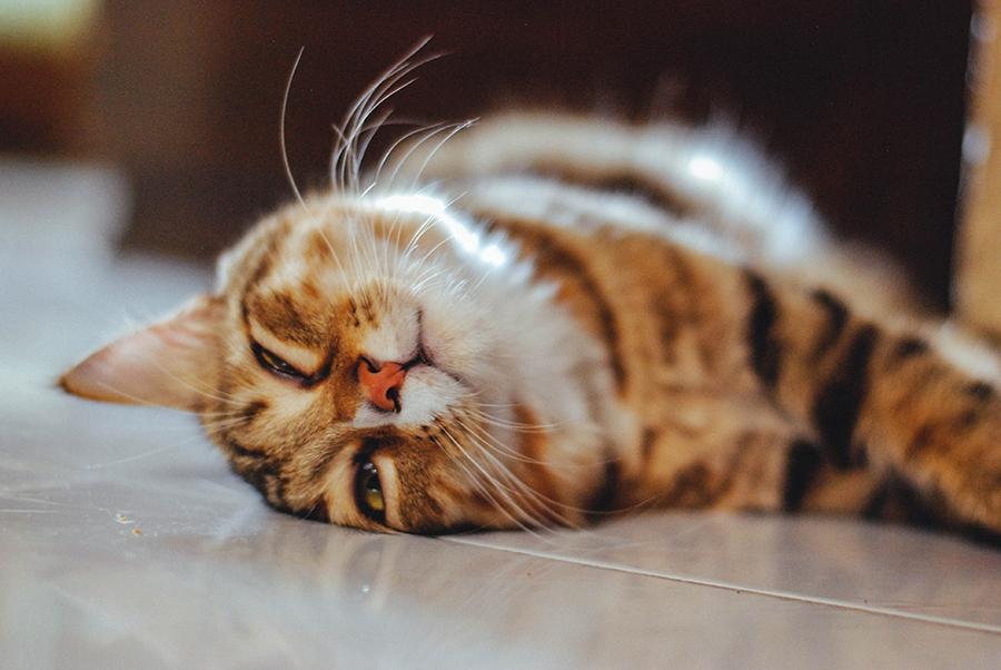 Kedilerde Karın Şişliği Nedenleri Ve Tedavisi Kedilerde Karın Şişliği Nedenleri Ve Tedavisi