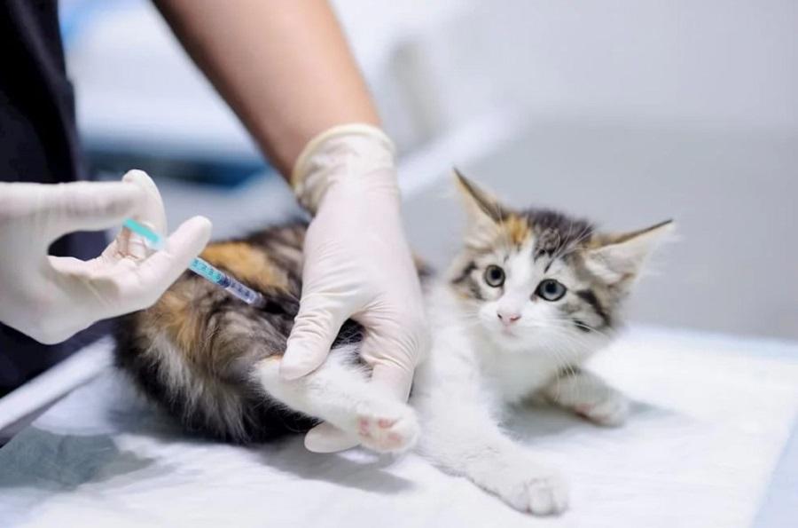 Kedilerde Kuduz Aşısı Yan Etkileri Nelerdir?