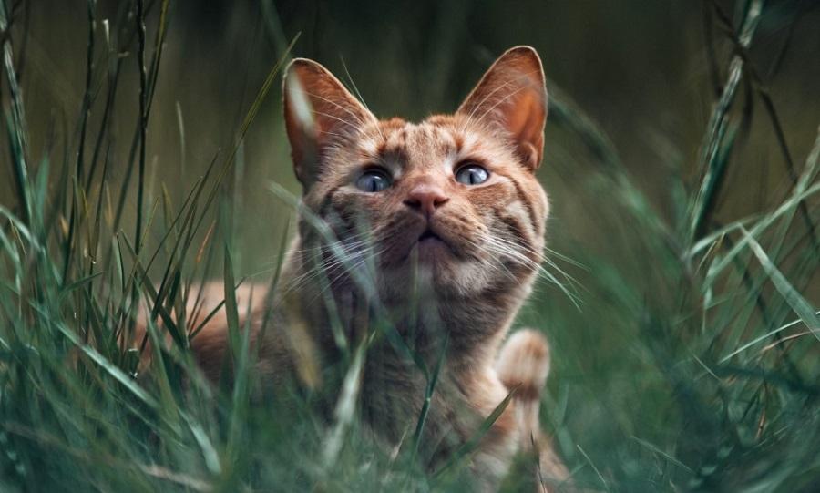 Kedilerde Kuduz Belirtileri Nelerdir?