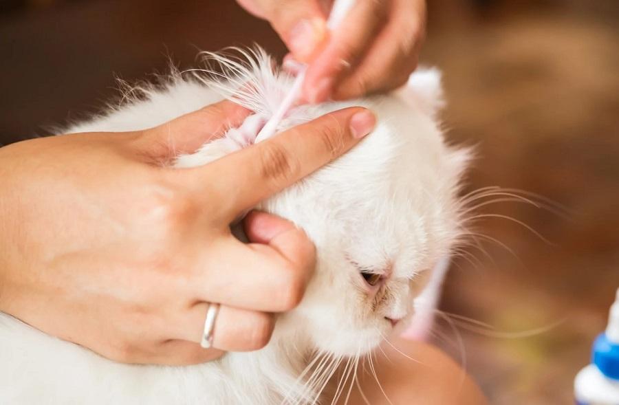 Kedilerde Kulak Temizliği Nasıl Yapılır?