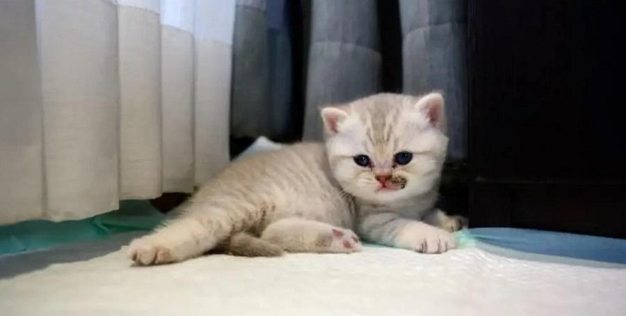 Kedilerde Mantar Belirtileri Nelerdir? Kedilerde Mantar Belirtileri Nelerdir?