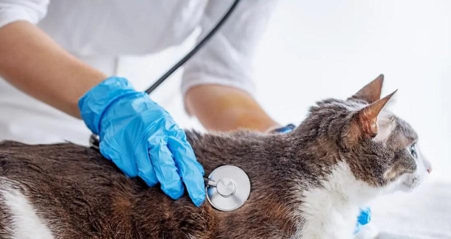 Kedilerde Nefes Problemi Neden Olur? Kedilerde Nefes Problemi Neden Olur?