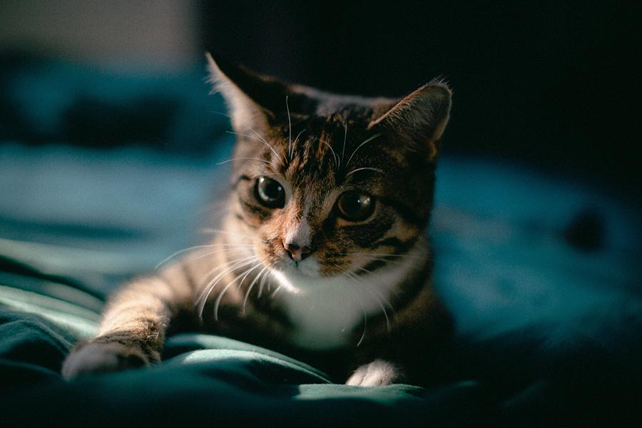 Kedilerde Ölümcül Hastalıklar: Kediler Hangi Hastalıktan Ölür