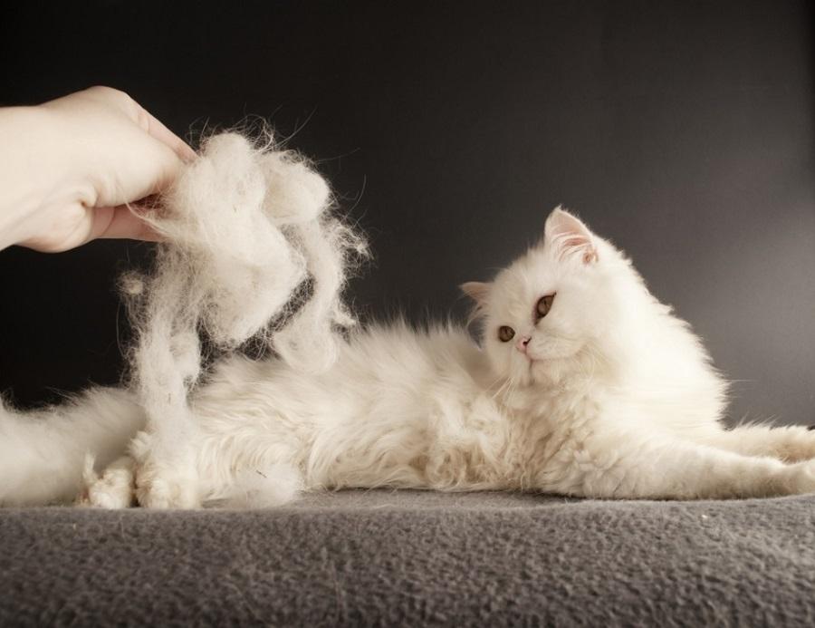 Kedilerde Tüy Dökme Nasıl Engellenir?