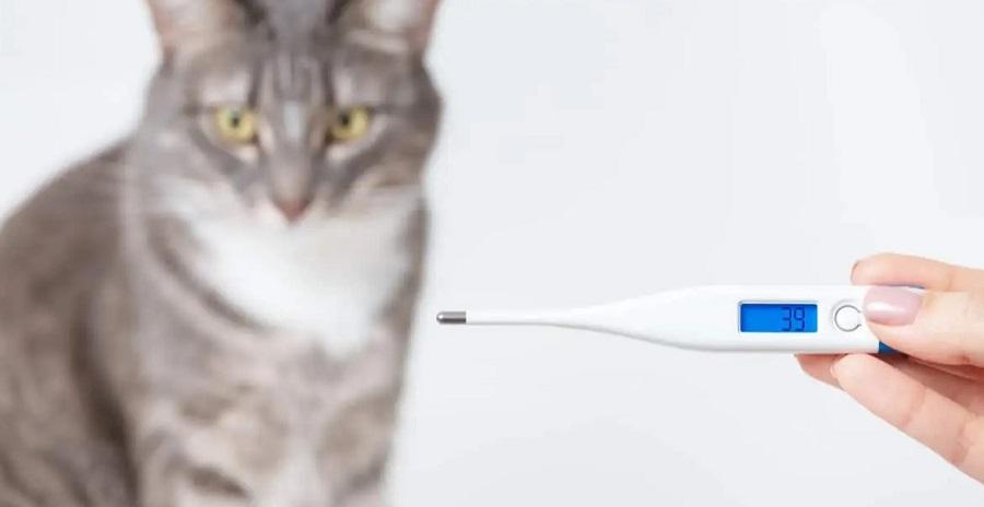 Kedilerde Yüksek Ateş Belirtileri Nelerdir?