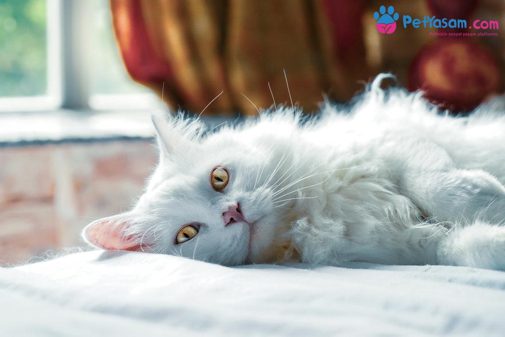 Kedilerde Feline Herpes Virüsü (FHV) Enfeksiyonu Kedilerde Feline Herpes Virüsü (FHV) Enfeksiyonu