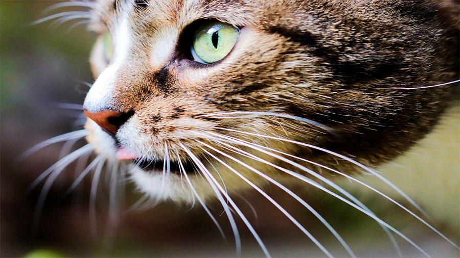 Kedilerin Bıyıkları Ne İşe Yarar? Kedilerin Bıyıkları Ne İşe Yarar?