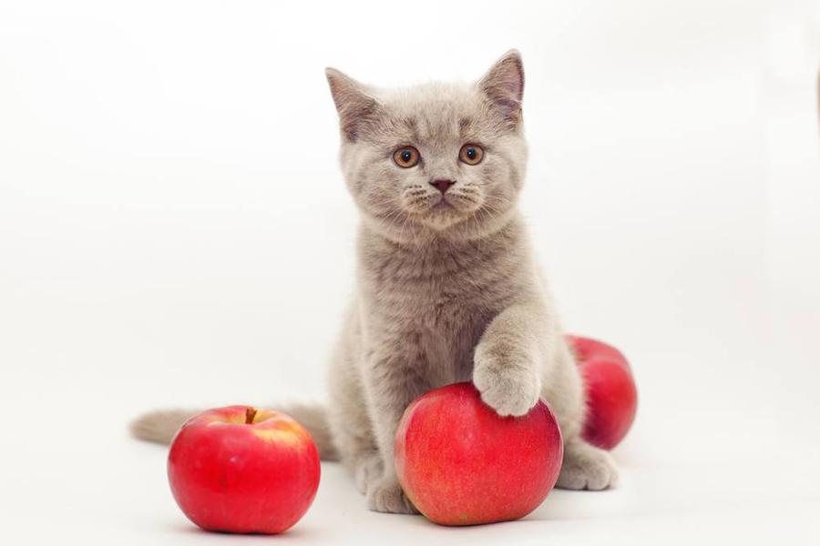 Kedilerin Elma Yemesi Faydalı mı?