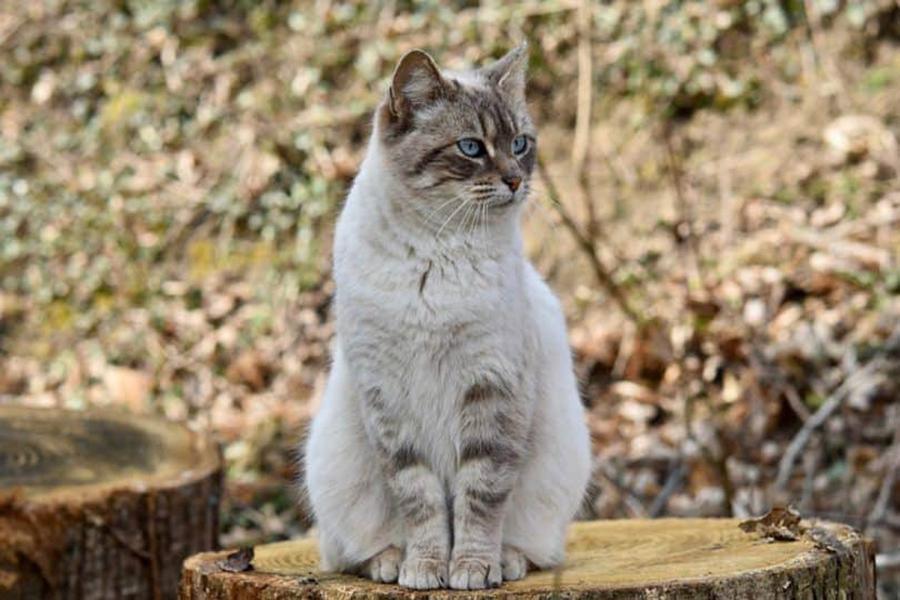 Kedim Evden Kaçıyor: Kediler Neden Evden Kaçmaya Çalışır