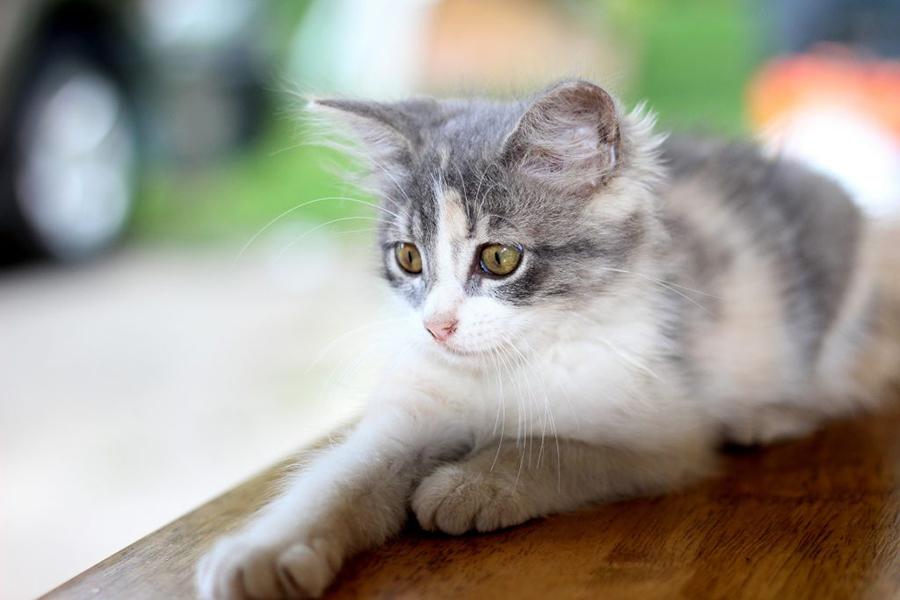 Kedilerin Eve Kaka Yapması Nedenleri ve Çözümleri