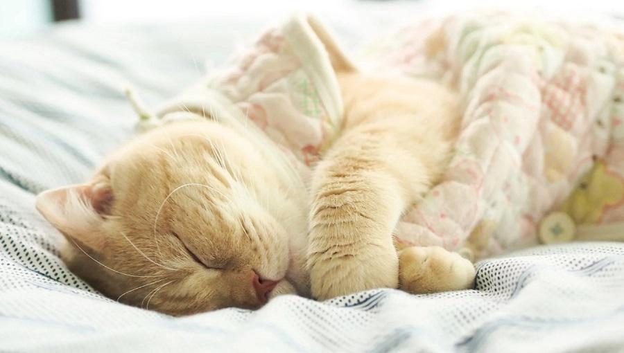 Kedilerin Rahat Uyuması İçin Yapılacaklar Nelerdir?