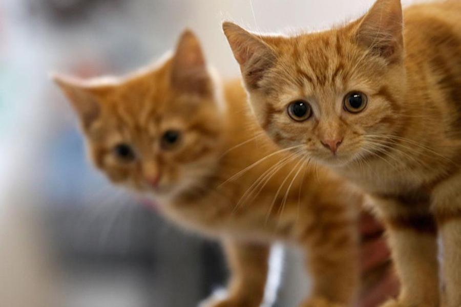 Kedilerin Sevmediği Şeyler: Kediler Nelerden Nefret Eder?