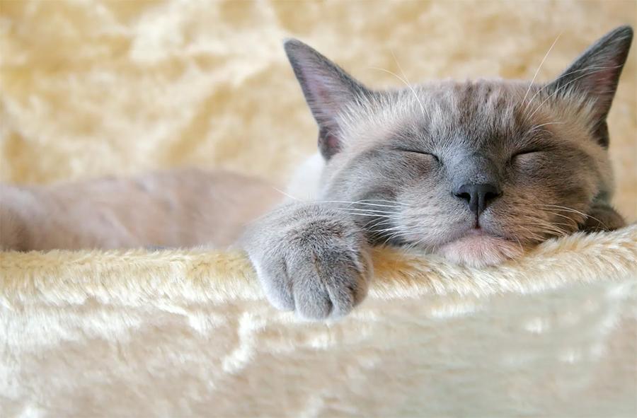 Kediler Nerede Uyumayı Sever?