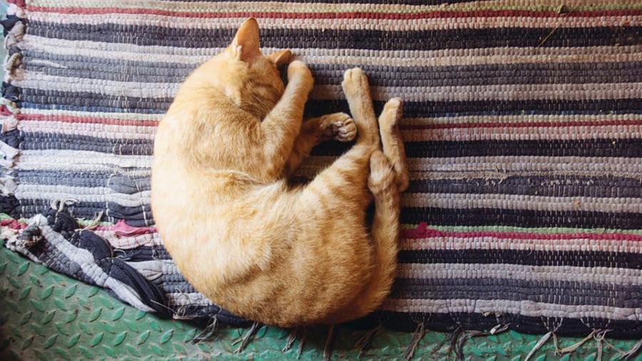 Kedilerin Uyuma Şekilleri: Kediniz Uyku Pozisyonları