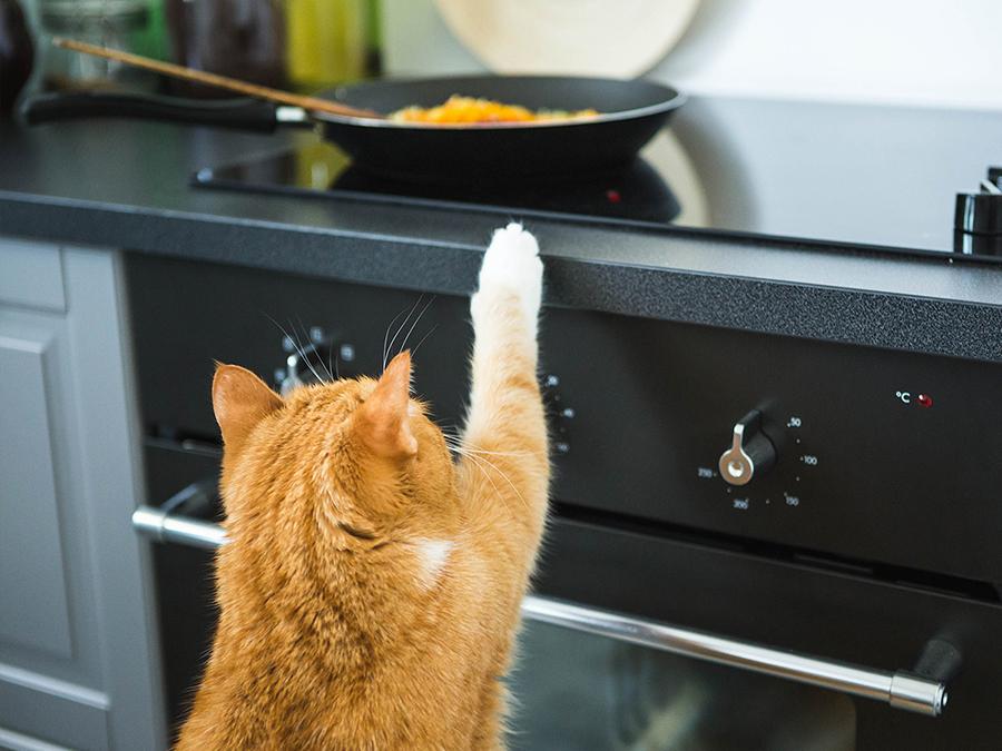 Yavru Kedi Ne Yememeli: Kedilere Asla Verilmemesi Gereken Besinler Yavru Kedi Ne Yememeli: Kedilere Asla Verilmemesi Gereken Besinler