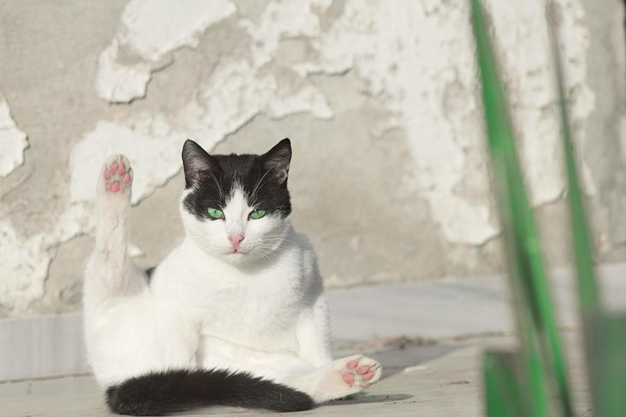 Kedim Kötü Kokuyor: Kedilerde Kötü Koku Nedenleri