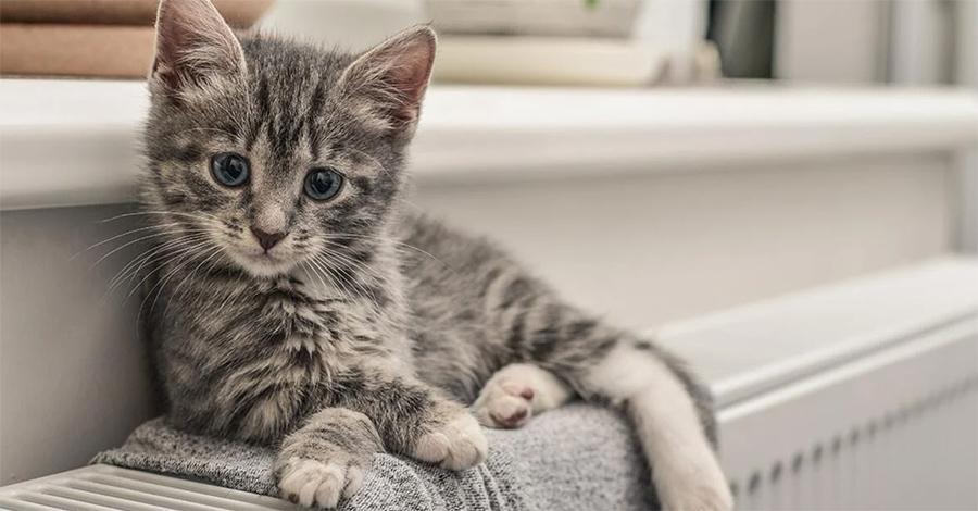 Kedim Yemek Yemiyor: Kediler Neden Yemek Yemez?