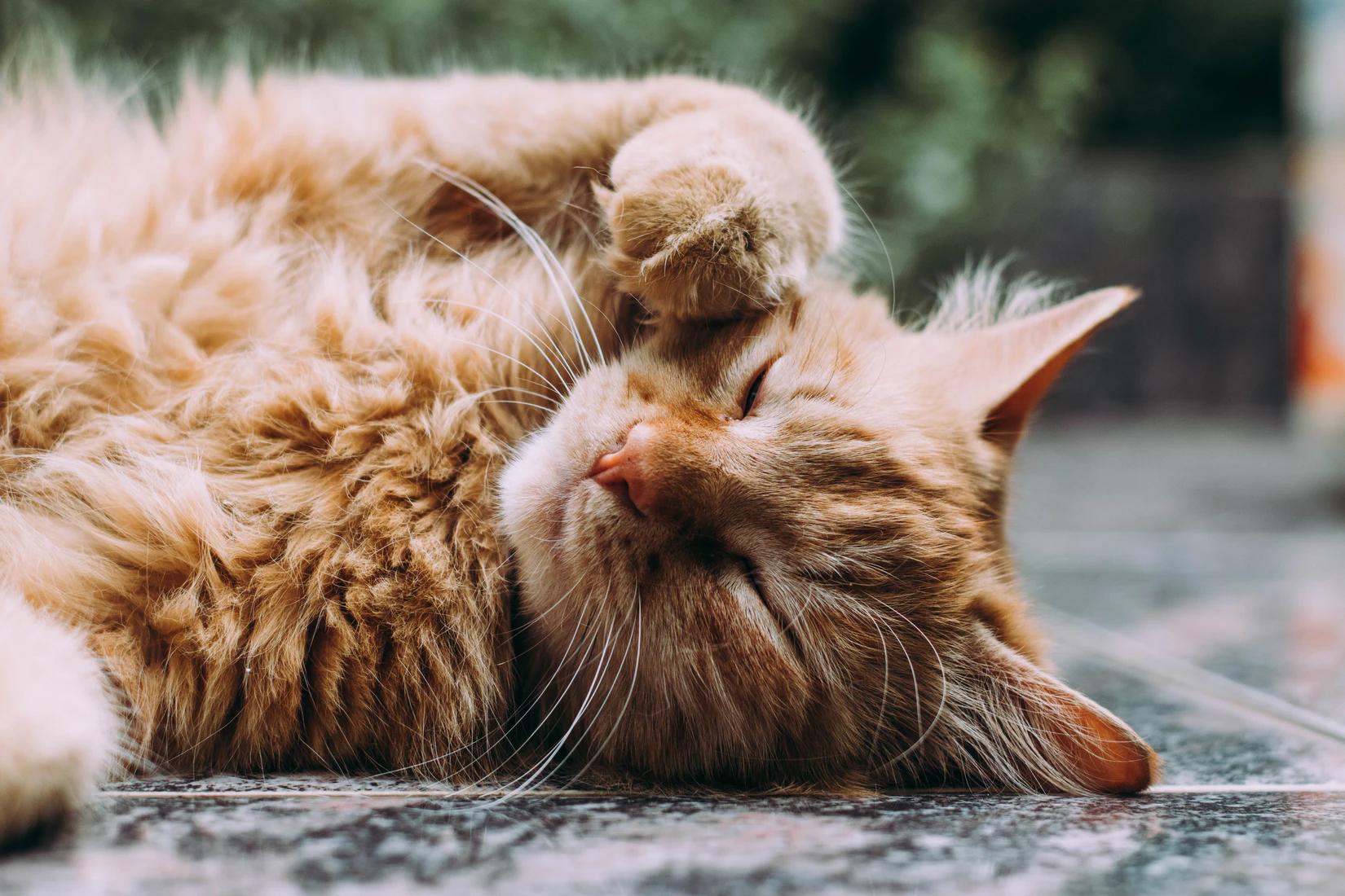 Kedilerde Aşırı Tüy Dökülmesi Nedenleri ve Tedavisi