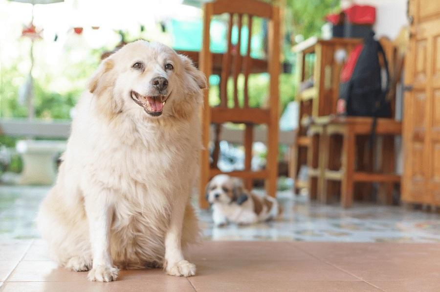 Kilolu Köpek Bakımında Dikkat Edilmesi Gerekenler Nelerdir? Kilolu Köpek Bakımında Dikkat Edilmesi Gerekenler Nelerdir?