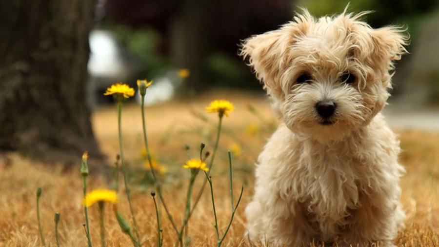 Evde Koku Bırakmayan Köpek Cinsleri