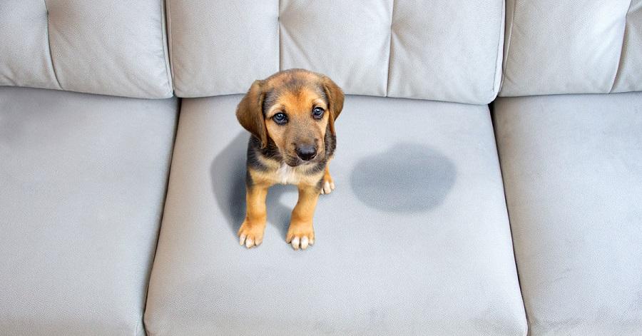 Köpeğe Çiş Eğitimi Nasıl Verilir? Köpeğe Çiş Eğitimi Nasıl Verilir?