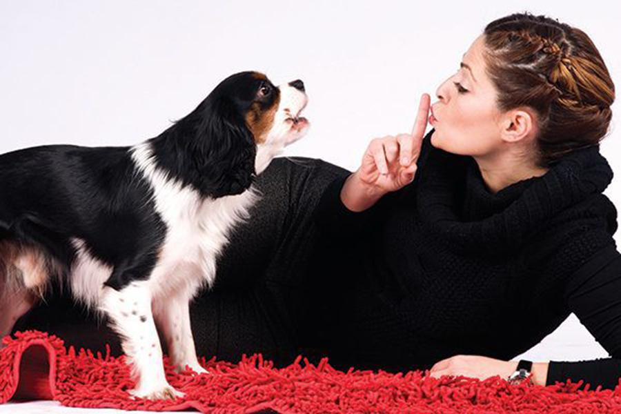 Köpeğim Neden Havlıyor? Köpeğimin Havlamasını Nasıl Önlerim?