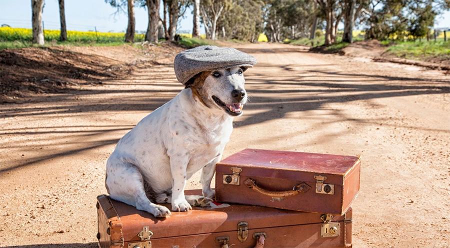 Köpeğimle Seyahate Çıkabilir miyim? Köpekle Araba Yolculuğu Köpeğimle Seyahate Çıkabilir miyim? Köpekle Araba Yolculuğu