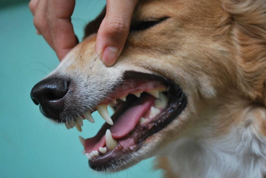 Köpeğin Dişleri Neden Dökülür?