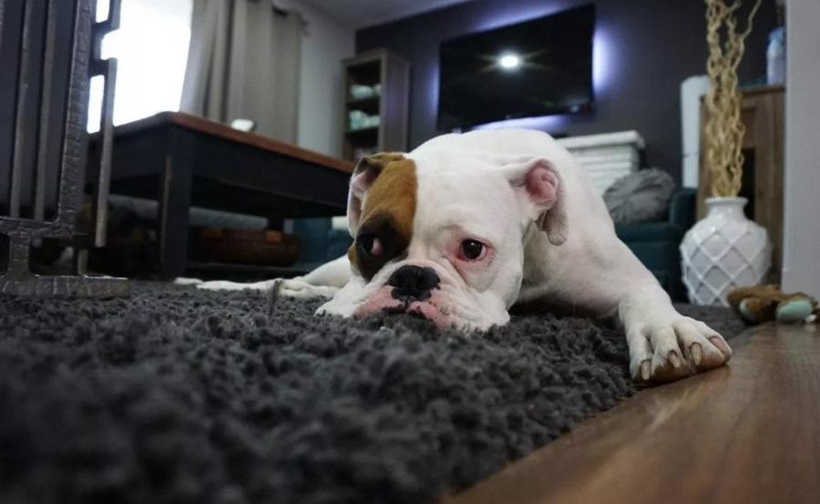 Köpeğinin Kokmasının Nedenleri Nelerdir? Köpeğinin Kokmasının Nedenleri Nelerdir?