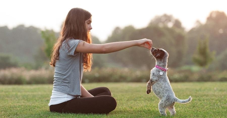 Köpek Eğitimi Nasıl Verilmelidir?