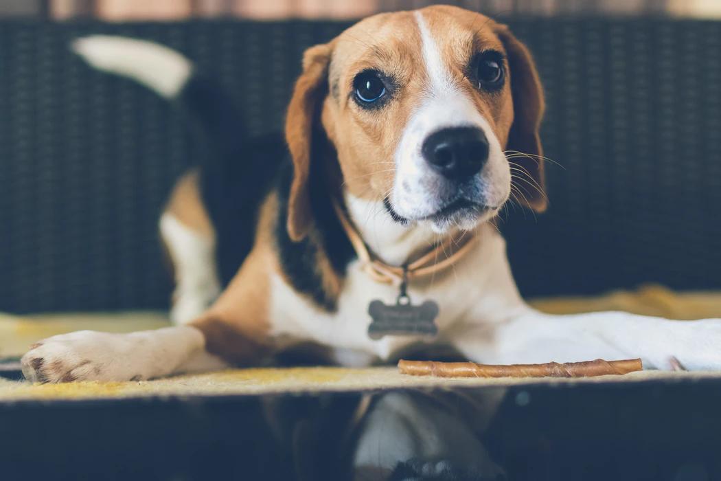 Köpeklerde Görme Bozuklukları ve Bakımı Tedavi Yöntemleri