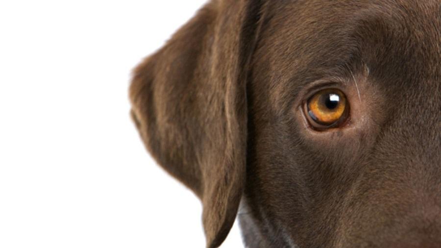 Köpek Gözünde Çapaklanma Nedenleri Nelerdir? Köpek Gözünde Çapaklanma Nedenleri Nelerdir?