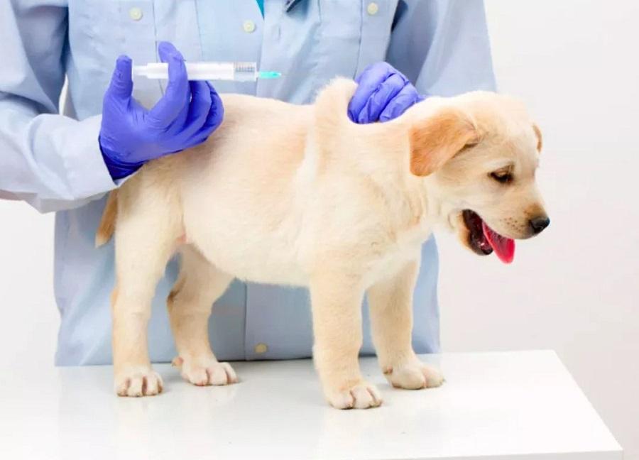 Köpek Kuduz Aşısı Zamanı ve Dikkat Edilecekler Nelerdir?