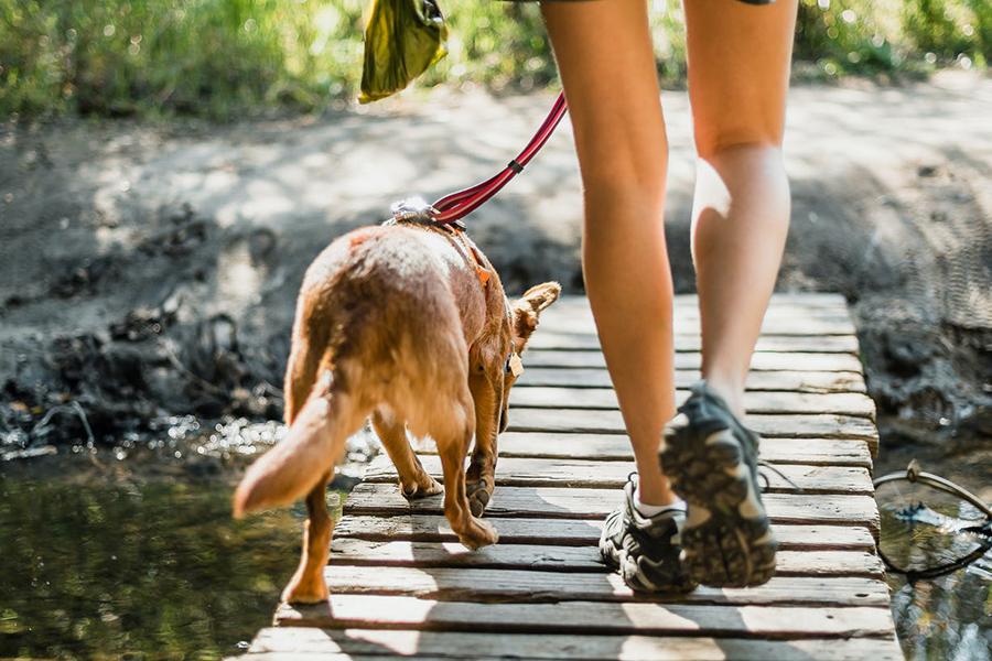 Köpekler Kaç Saat Yürümeli: Köpekler Ne Sıklıkla Yürüyüşe Çıkmalı Köpekler Kaç Saat Yürümeli: Köpekler Ne Sıklıkla Yürüyüşe Çıkmalı