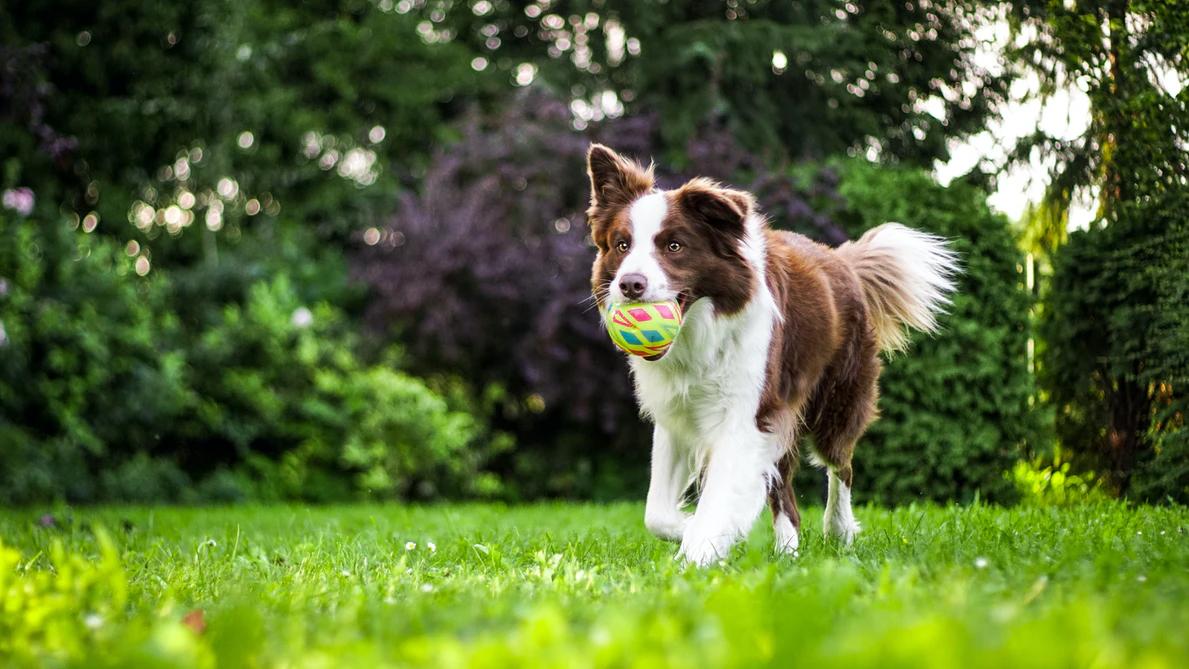 Köpeklerde Görülen Yaygın Alerjik Reaksiyonlar ve Türleri Köpeklerde Görülen Yaygın Alerjik Reaksiyonlar ve Türleri