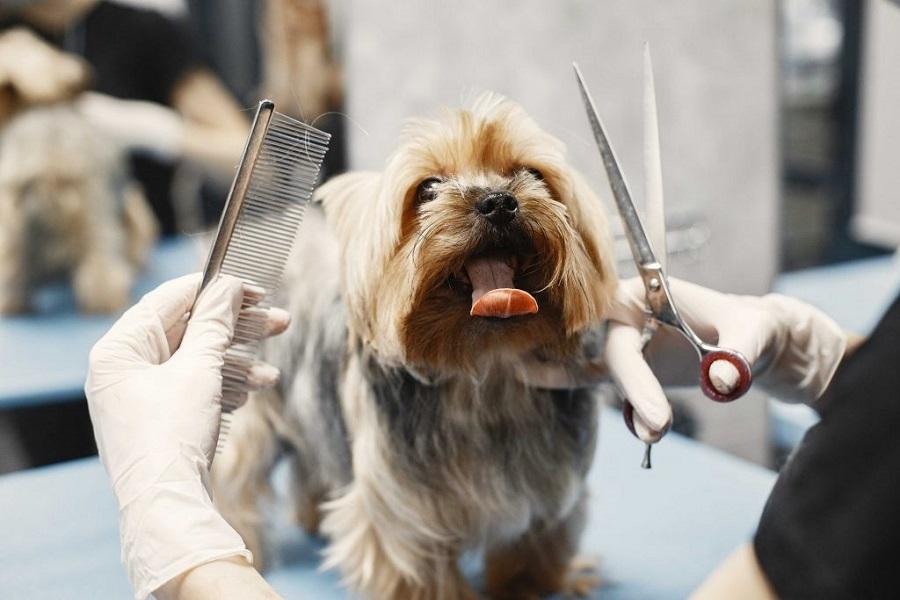 Köpek Tıraşı Nasıl Yapılır? Köpek Tıraşı Nasıl Yapılır?